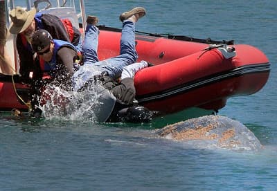 Ballena liberada!!!