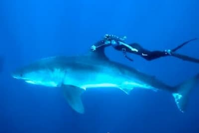 Los tiburones blancos son inofensivos...