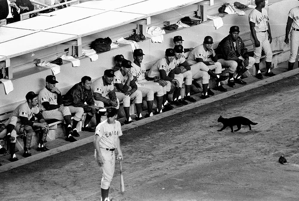Mas datos que necesitas saber sobre los Cubs de Chicago