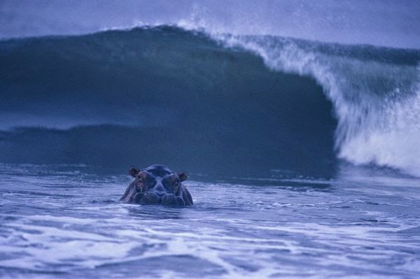 El hipopotamo surfista