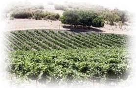 Se Acabaron las Catas de Vino Tipo "Sideways"