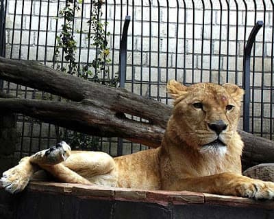 La Obsesion de los Narcos con los Felinos.