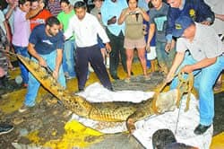 Tigres, Tiburones y Cocodrilos...Que Pais!!!!