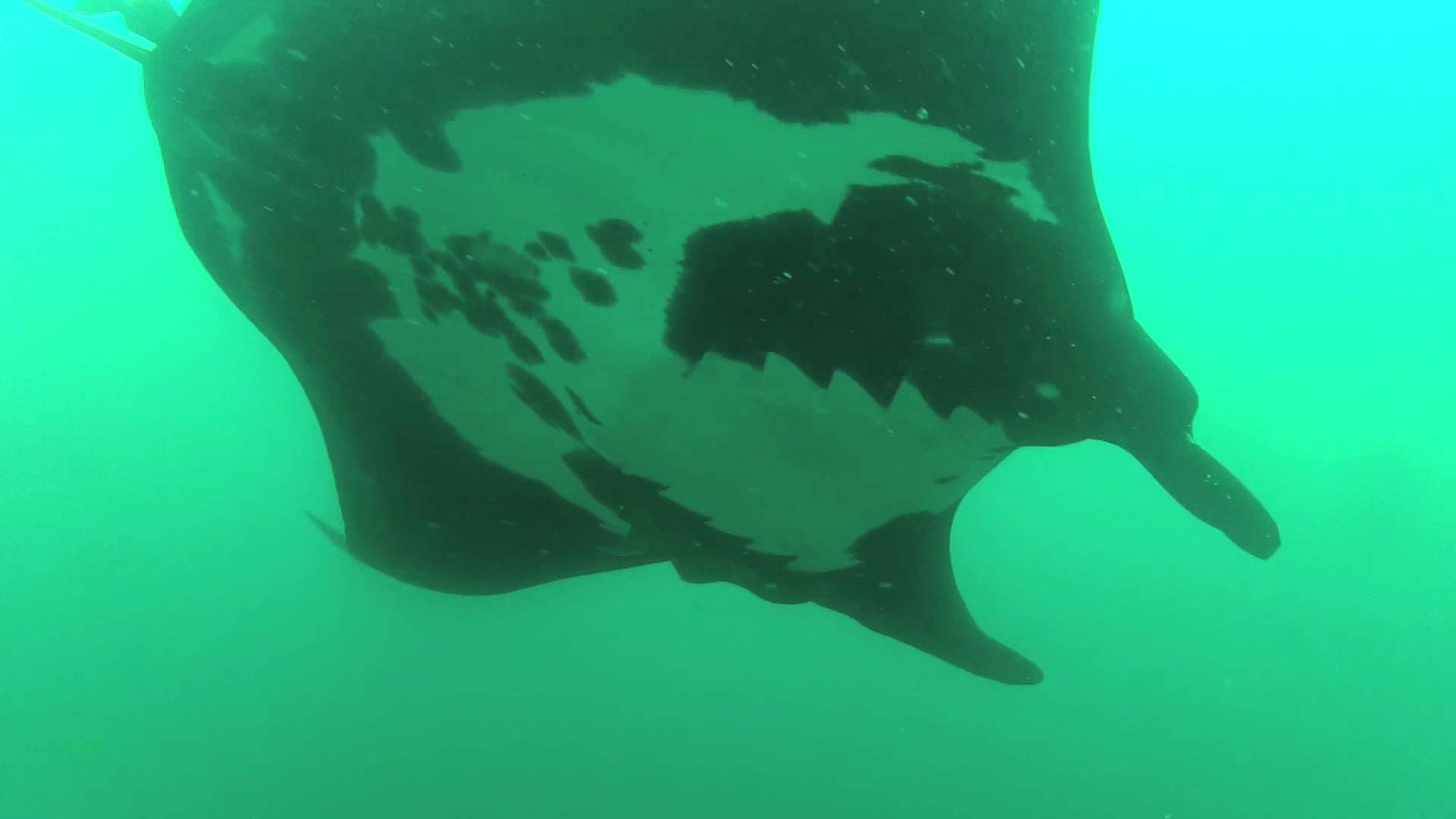 Las maravillosas mantarrayas en Ecuador y los riesgos que están afectándolas.