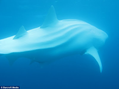 Vuelven a ver al Tiburon Ballena Albino que fue visto en Galapagos.