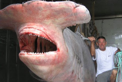 Otro tiburon bien grande!!!
