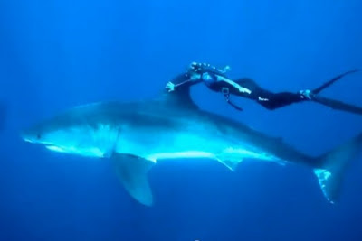 Los tiburones blancos son inofensivos…