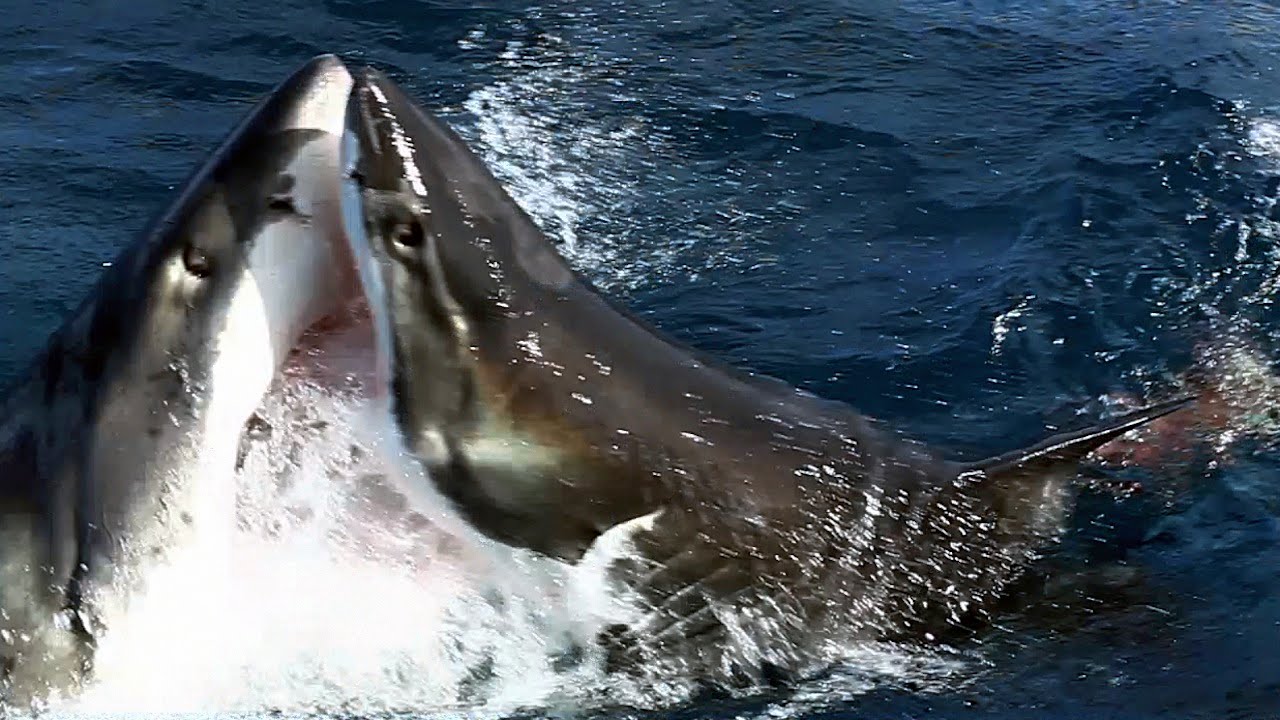 Una puñetiza entre tiburones